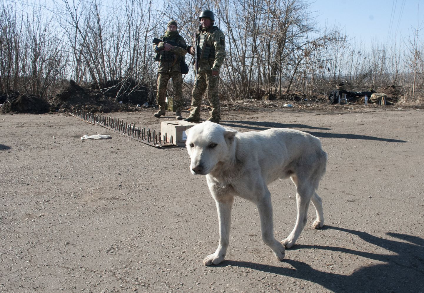 Suns staigā, kamēr ukraiņu karavīri apsargā viņu pozīciju Harkovas nomalē