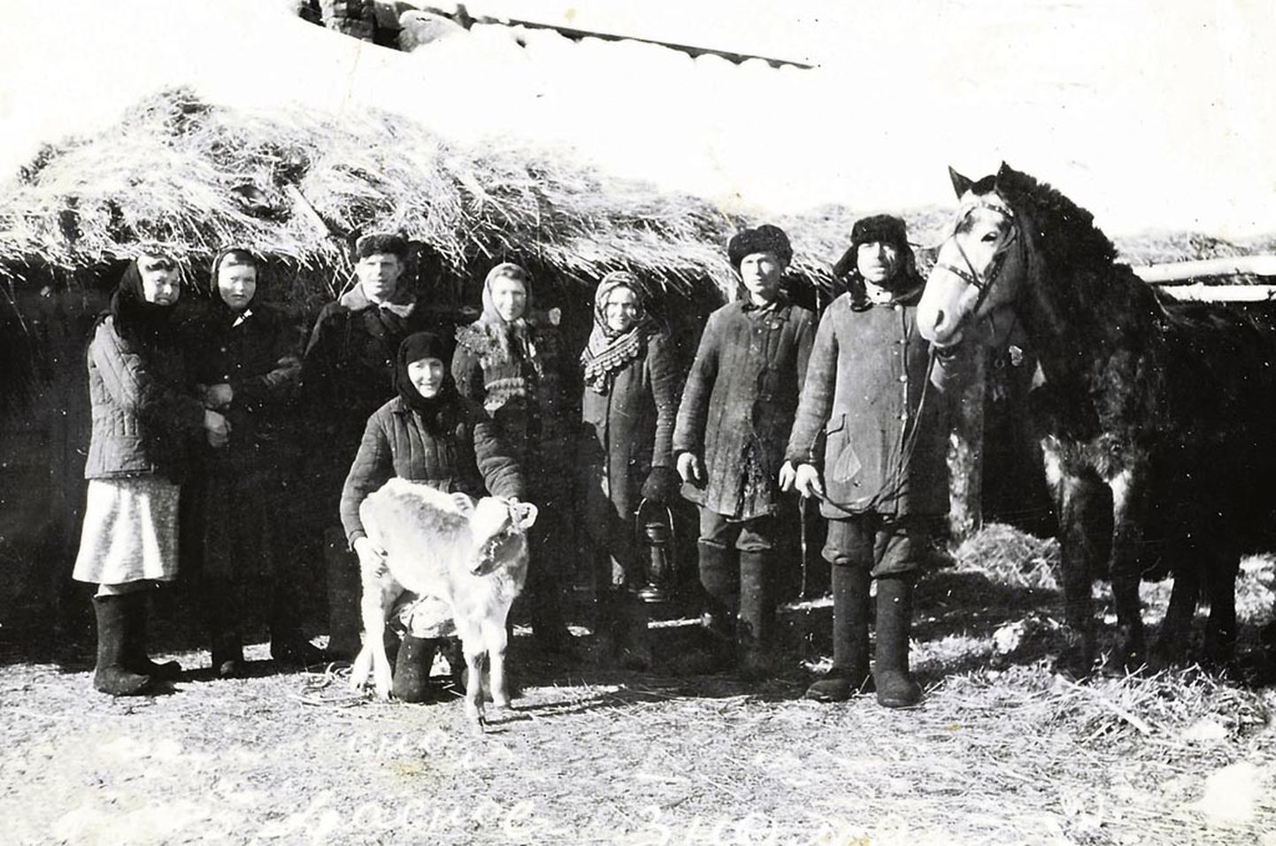 Kolhoosi Krasnoje Znamja loomatalitajad, nende hulgas (vasakult neljas) on Puista talu perenaine Herta Kaldma, kes koos poja ja ämmaga ­Lebedjovka külla küüditati.