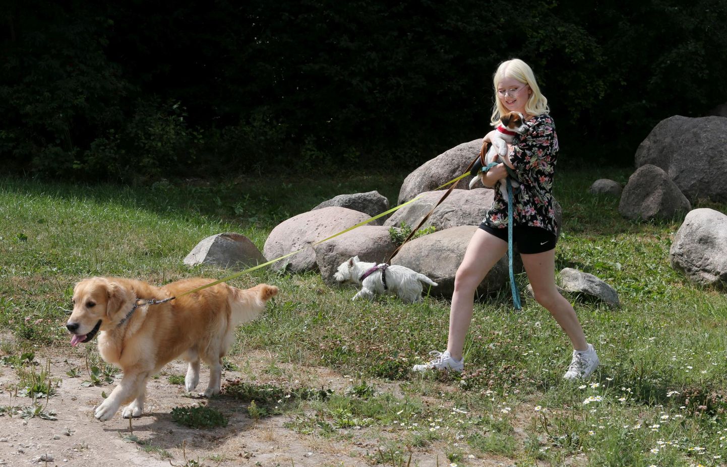 Sügisel seitsmendasse klassi mineva koerahoidja Melissa Männasoni hoole all oli hiljuti peale oma Sunny ka sõbralik labrador ja agar kolmekuuline Jack Russeli terjer.
