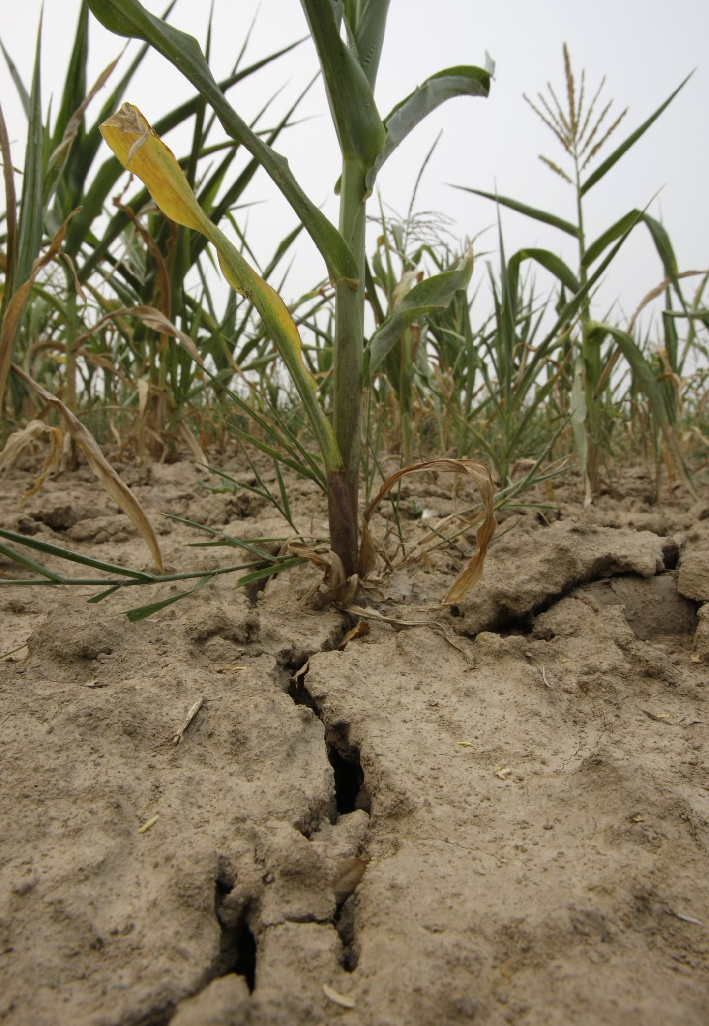 Venemaa on kaks kuud kannatanud anomaalset kuumust millega on kaasnenud tohutu kuivus. Pildil maisipõld.