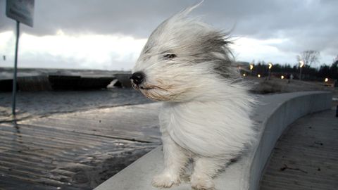 Пятница в Эстонии выдастся дождливой и ветреной