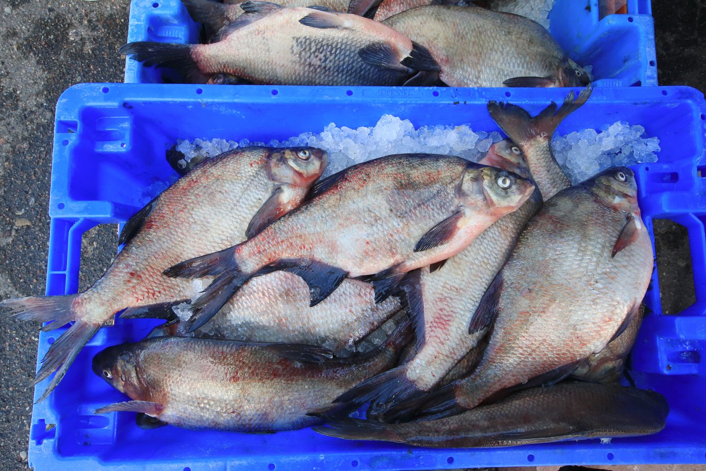 Lõuna-Eesti kalastajate klubi esitas aasta kala kandidaadiks latika.