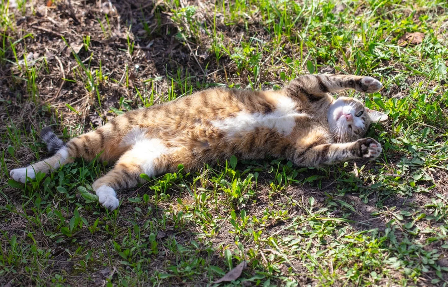 Raksta foto