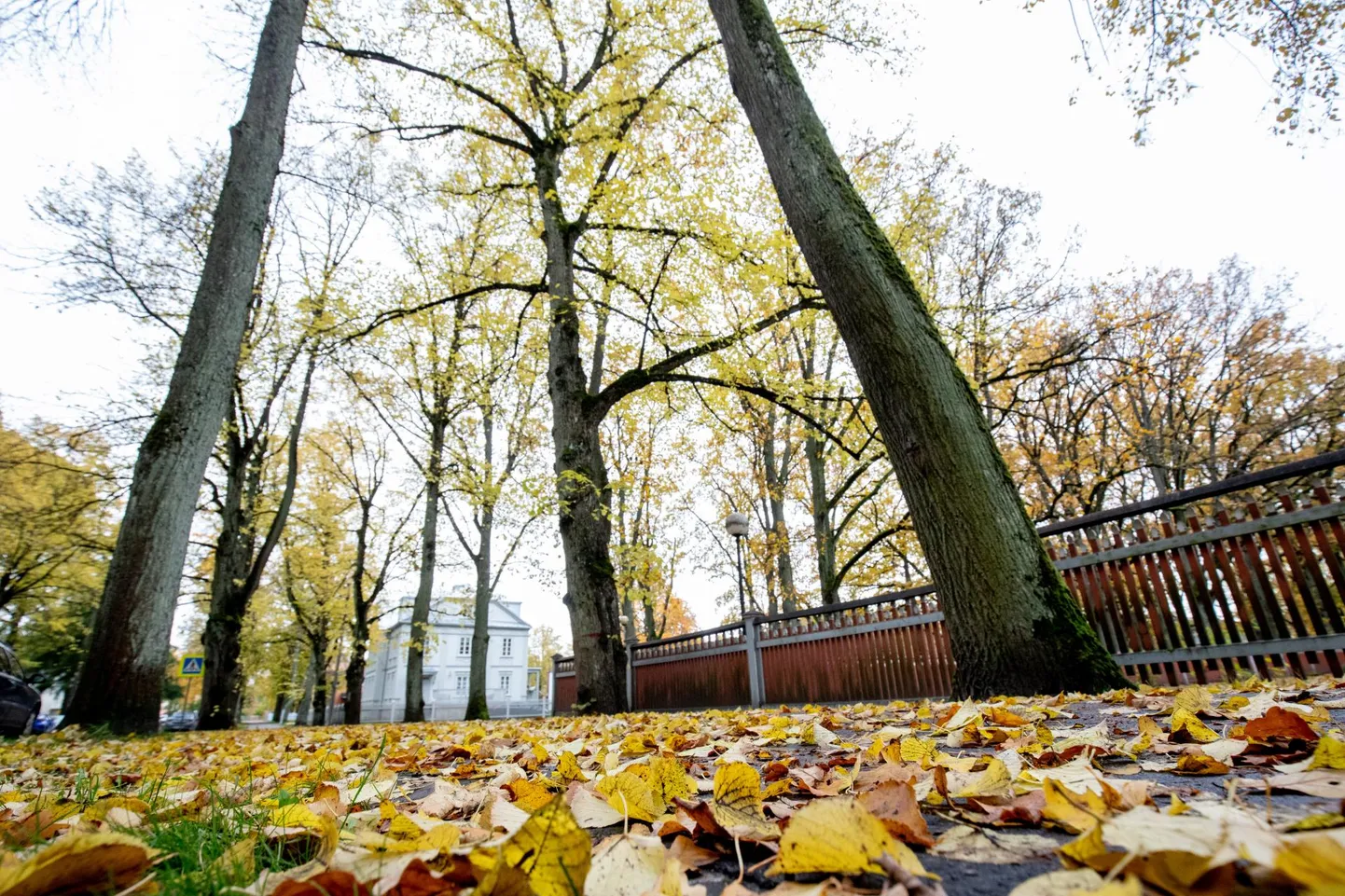 Ühel lõigul hakkab Pühavaimu allee kaotama oma tunnust, kasvavat puuderida.