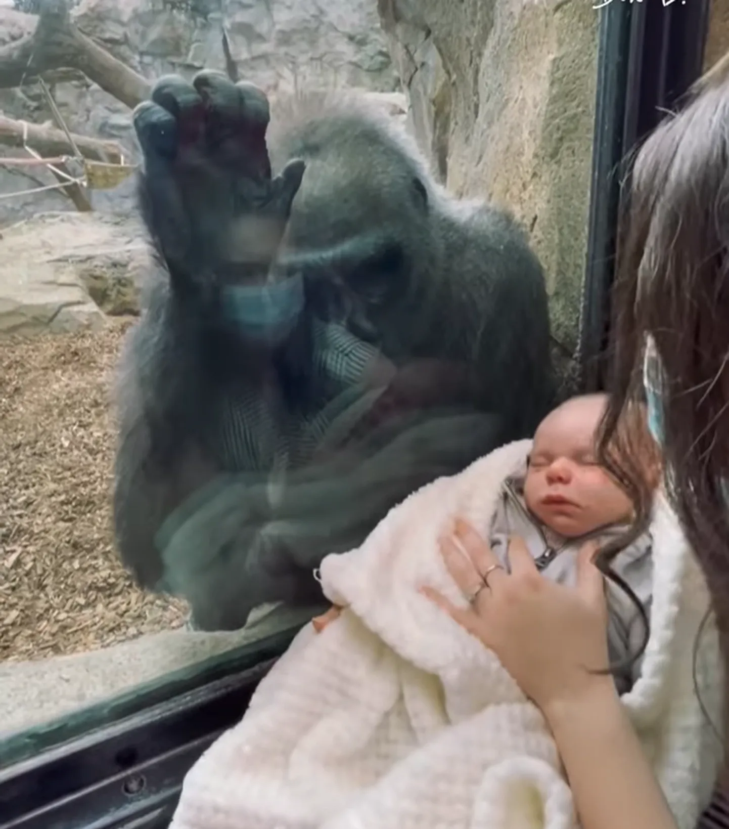 Gorillaema reageerib inimbeebi nägemisele üllatavalt.