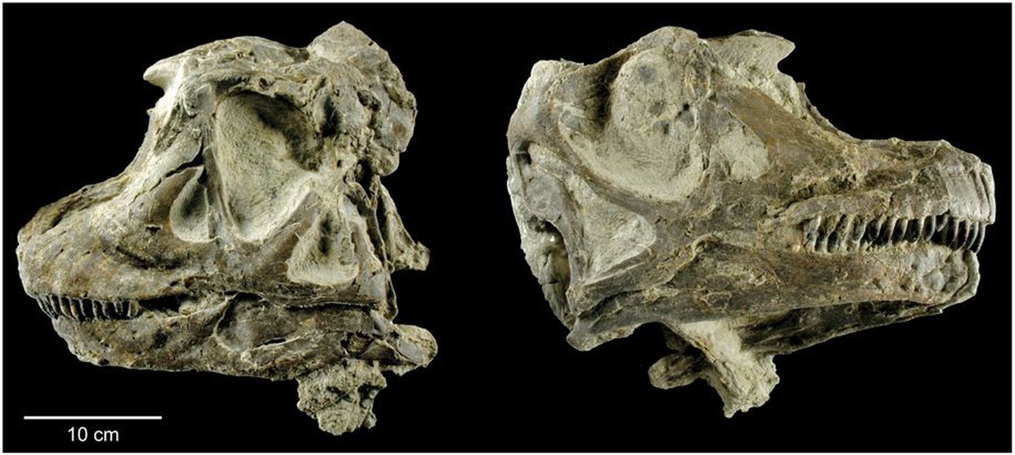 Abydosaurus mcintoshi kolju