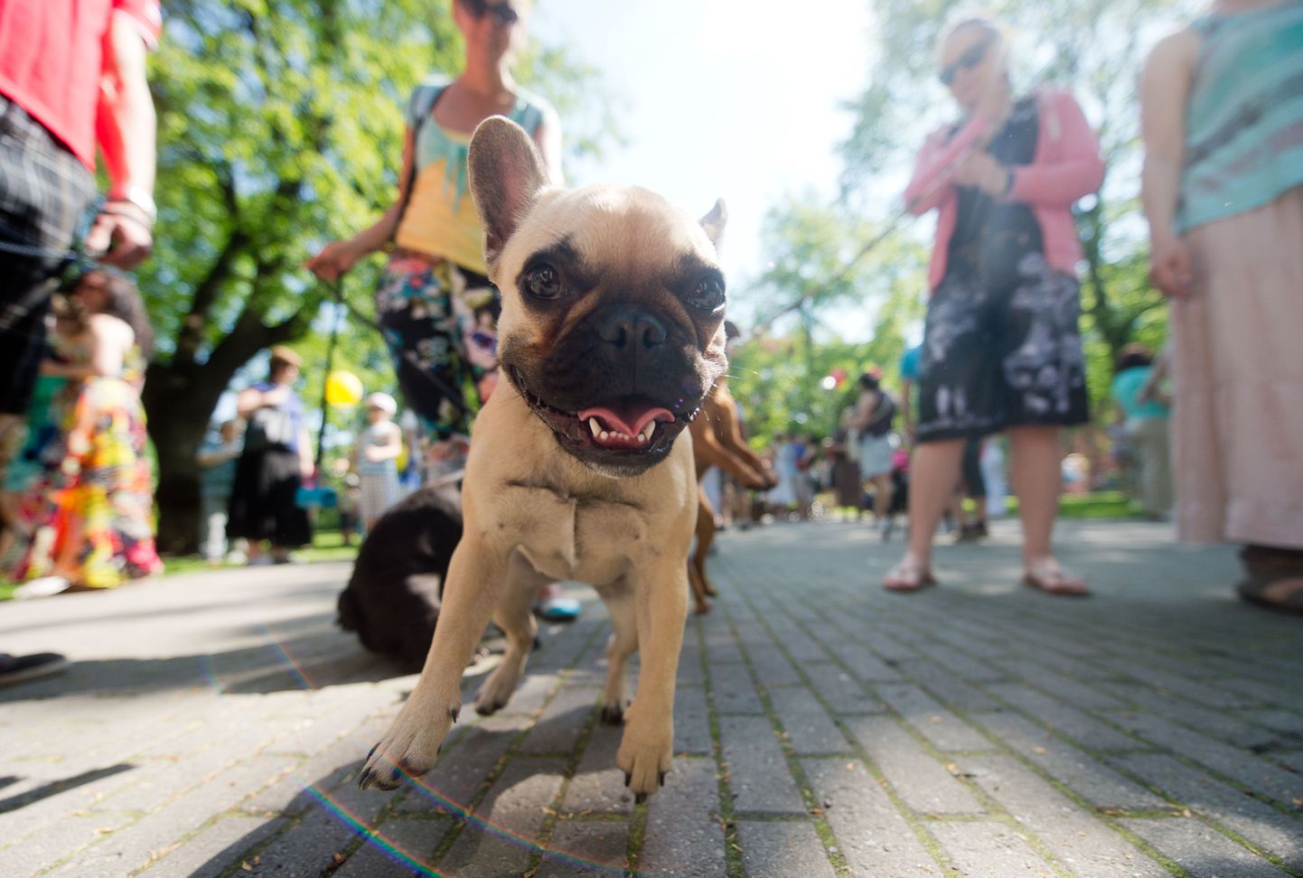 Tallinnas toimus lemmikloomade rongkäik Käpakäik 2014.