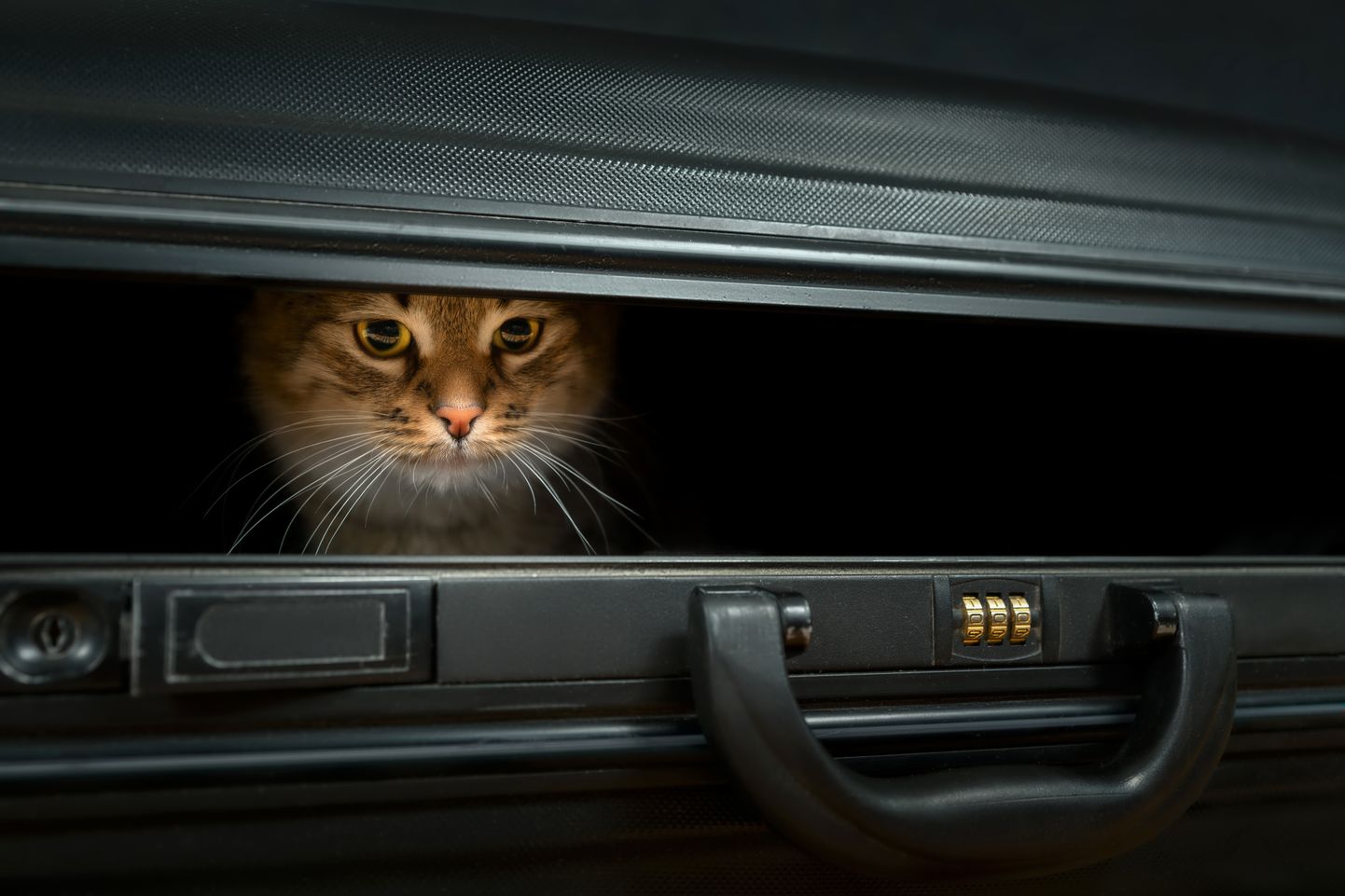 Kass kohvris. Austria füüsikateoreetik Erwin Schrödinger käis 1935 välja mõtteeksperimendi kassist, kes on kastis koos mürgiga. Kui kast on kinni, siis vaatleja ei tea, kas kass on surnud või elus. Seega on enne kasti lahti tegemist mõlemad võimalused võimalikud