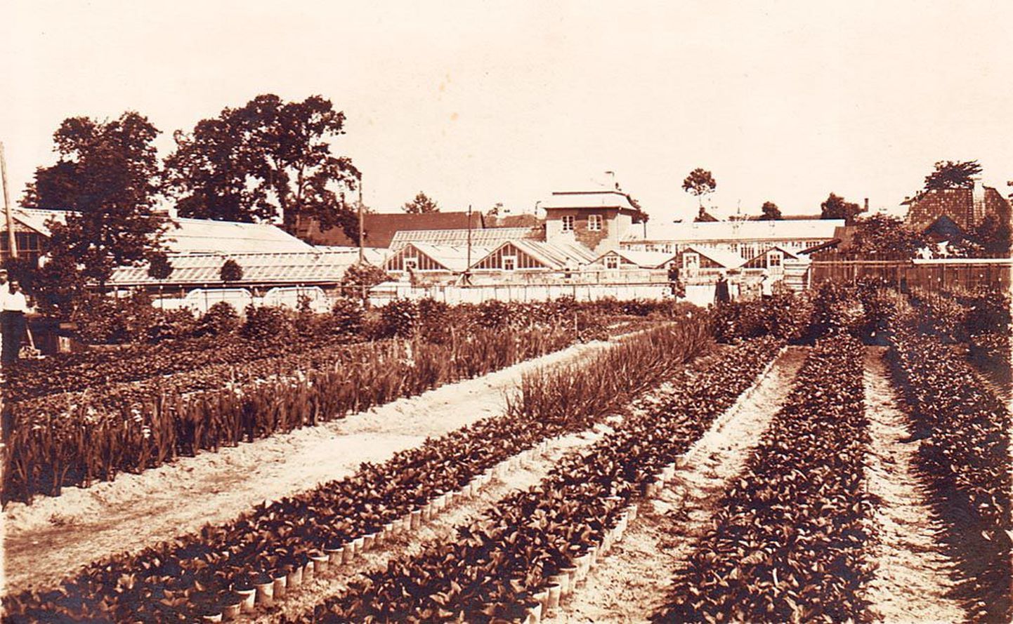 Hugo Kuusneri aiandusäri õitses majanduskriisini 1933. aastal, kuid kümnendi teisel poolel hakkasid äriasjad tegema vähikäiku.