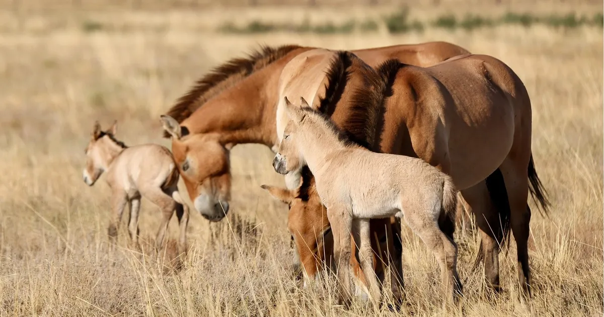 Przewalski's horse foals are born in Kazakhstan after more than 200 years