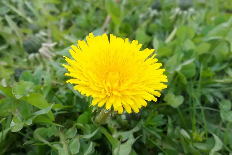 Artikli foto