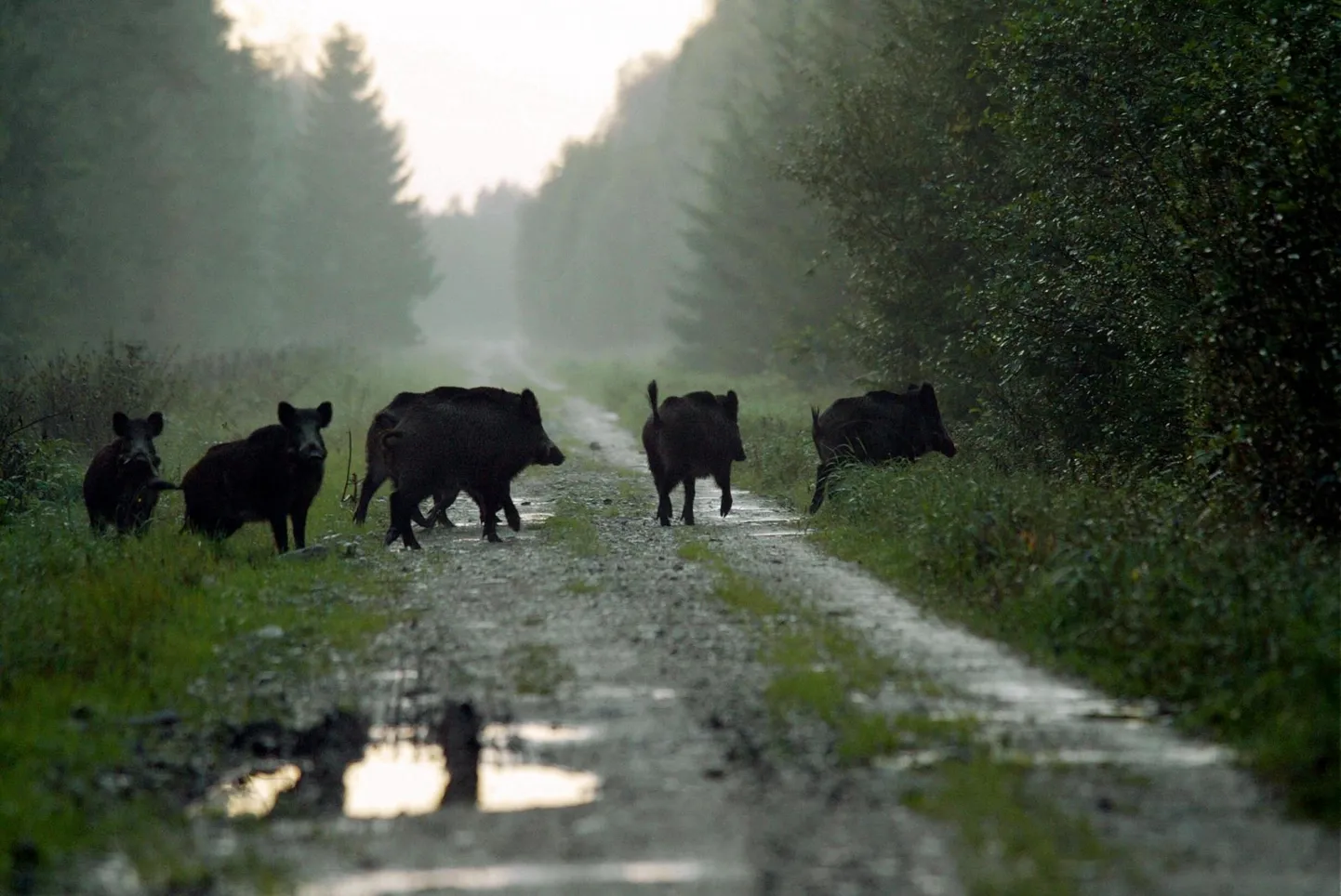 Metssigade arvukus on pärast madalseisu hakanud kasvama ja sel on mitu põhjust.