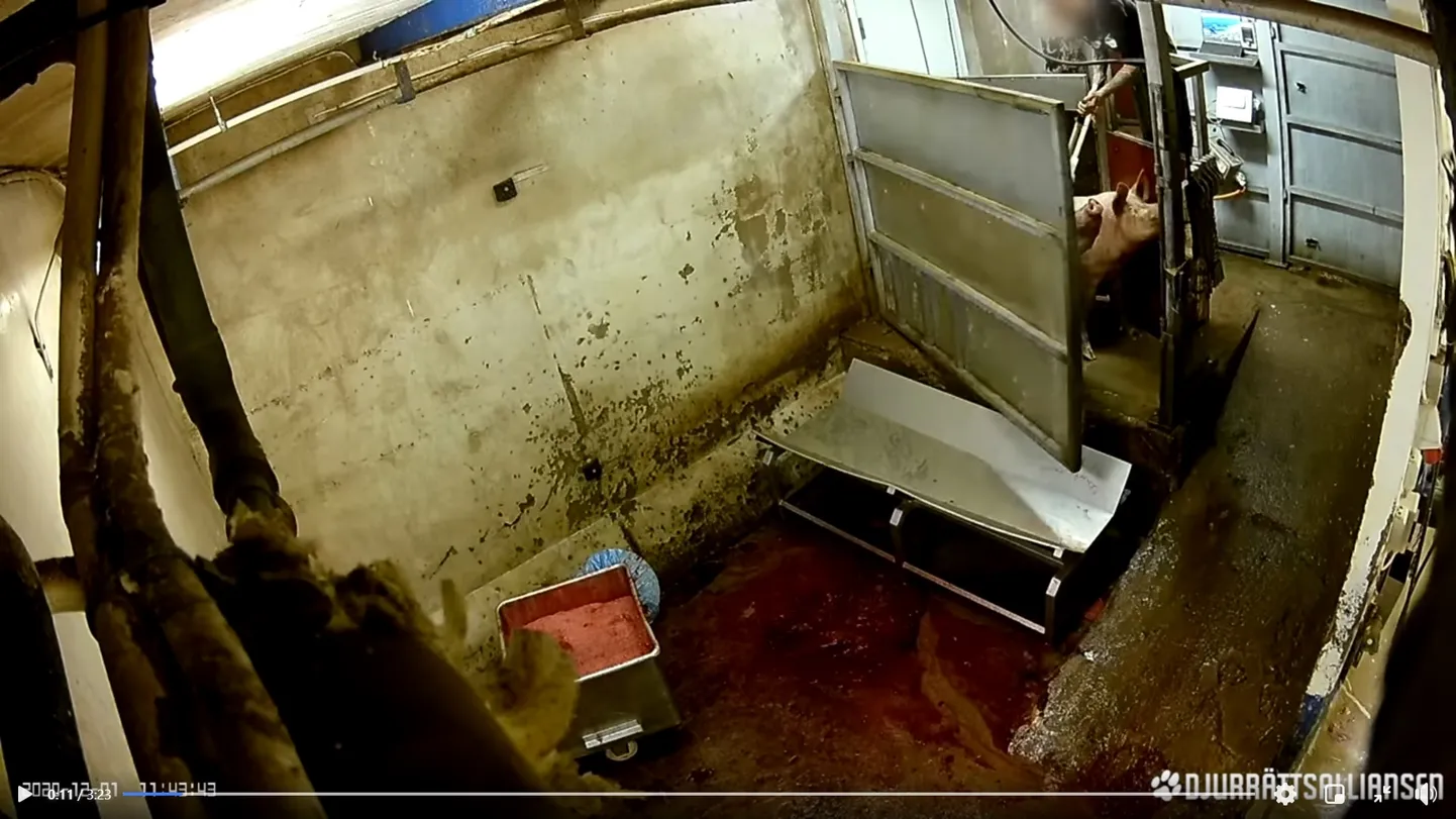 Kaader Rootsi loomakaitsjate avaldatud videost.