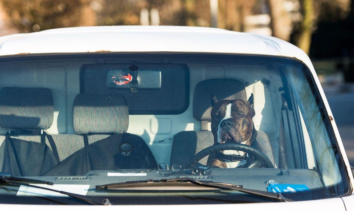 Lemmiklooma palavasse autosse jätmisel võivad olla väga kurvad tagajärjed.