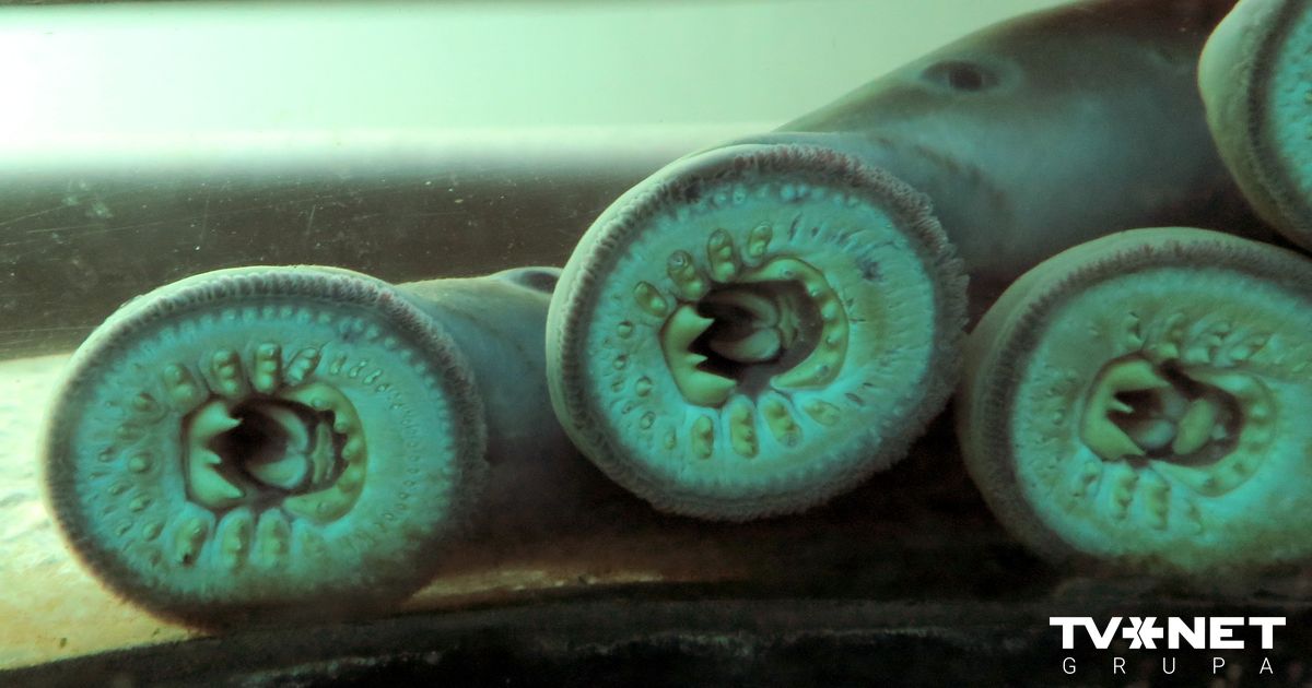 Pacific Lamprey: Ancient Vertebrate with Unique Feeding Habits and Life Cycle