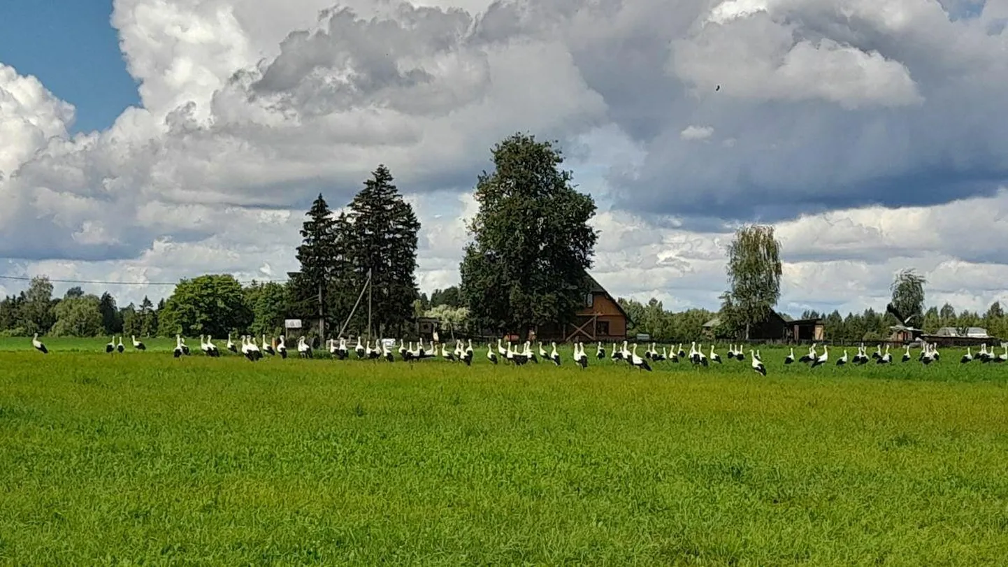 Toonekrugede kogunemine Navestis