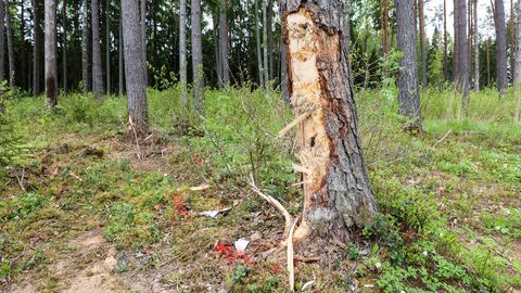GALERII JA VIDEO ⟩ Põlvamaal hukkus märjal teel vastu puud sõitnud noor mootorrattur
