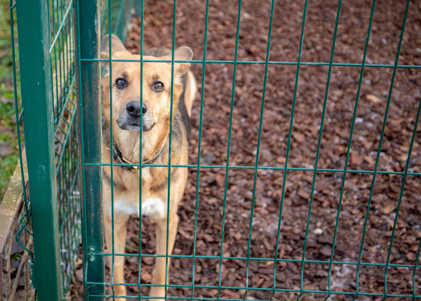 Tänavu pääses Pärnu loomade varjupaigast koju 72 koera.