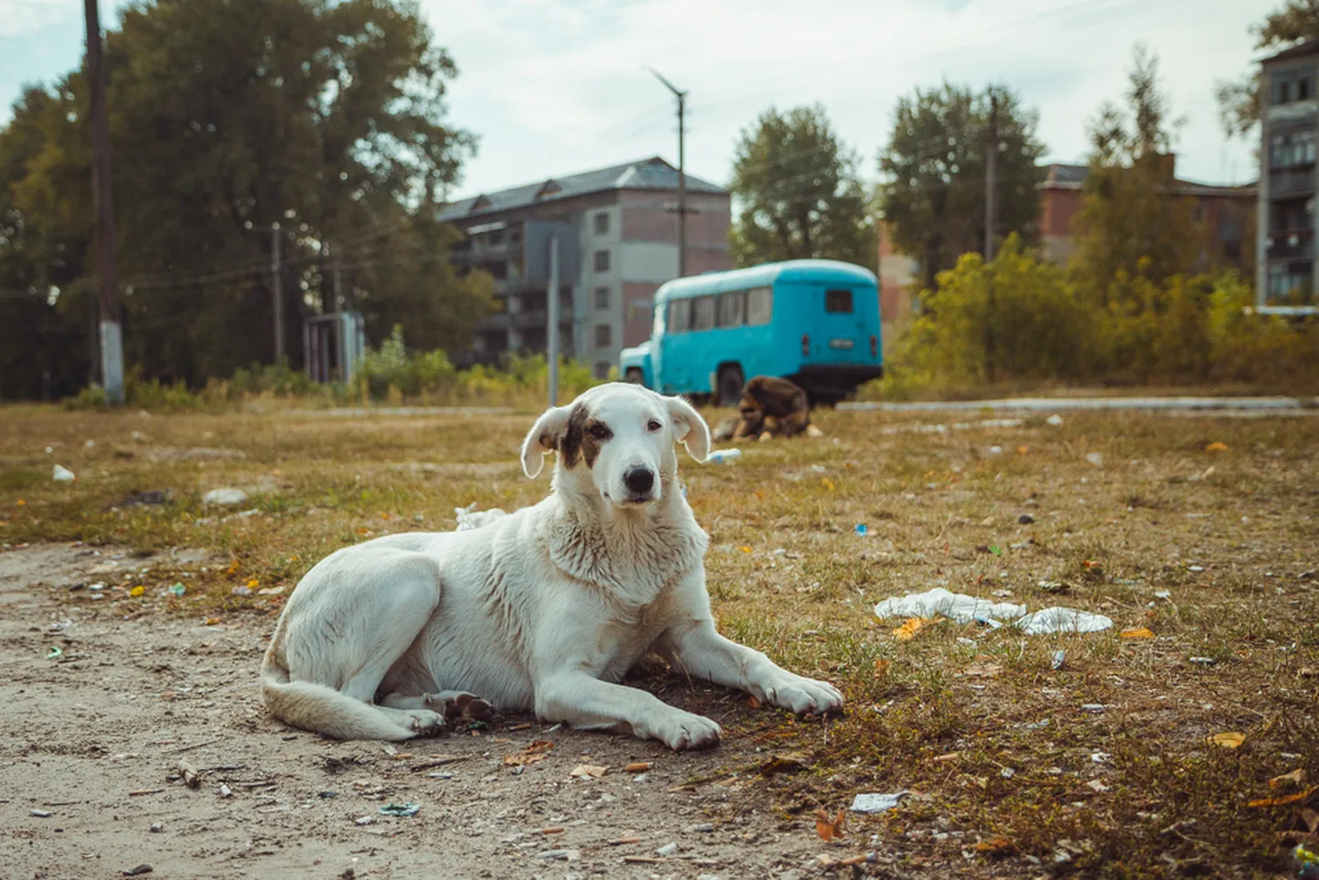 Kodutu koer Prõpjati mahajäetud linnas.