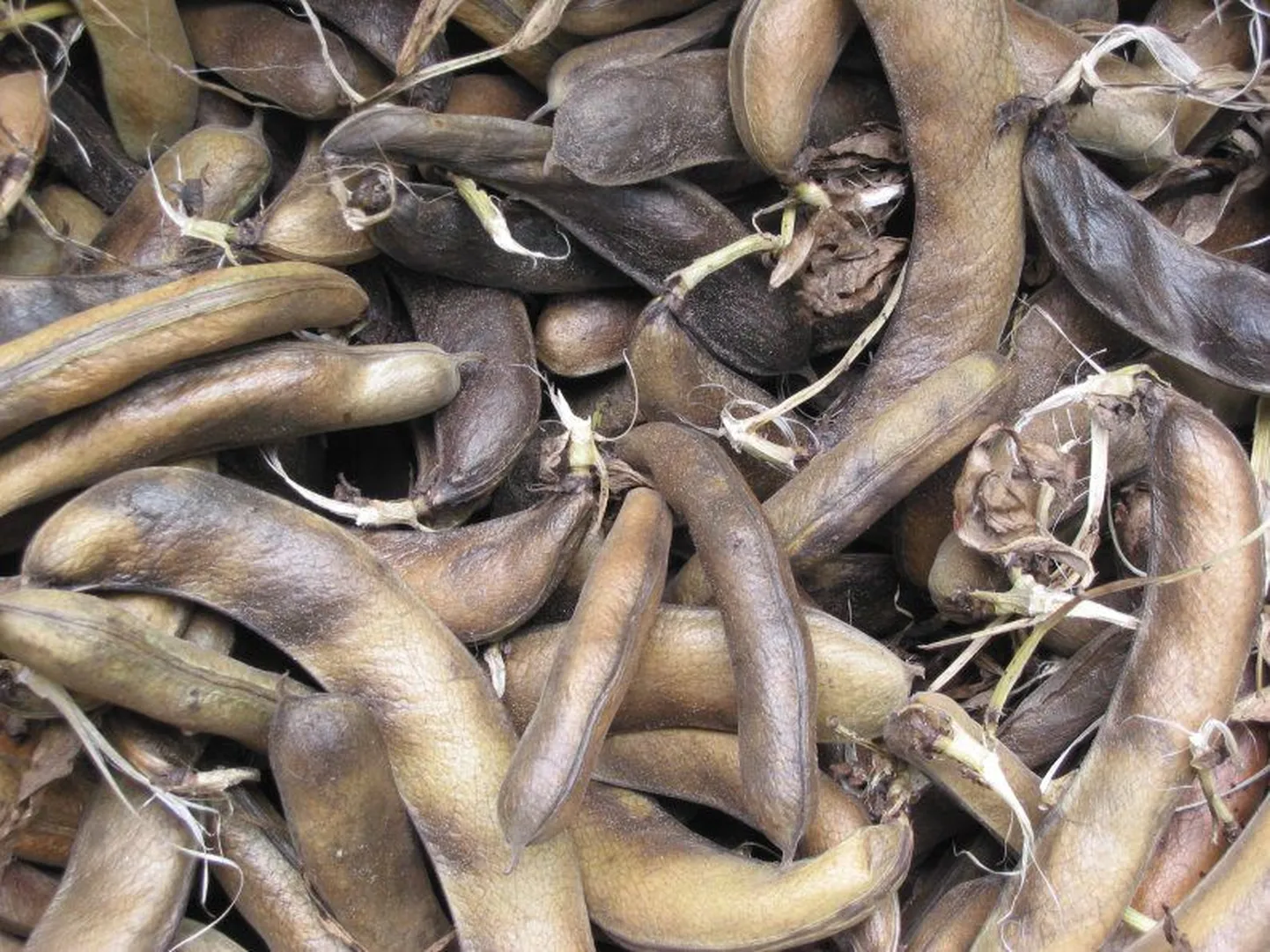 Küpsed põldoad