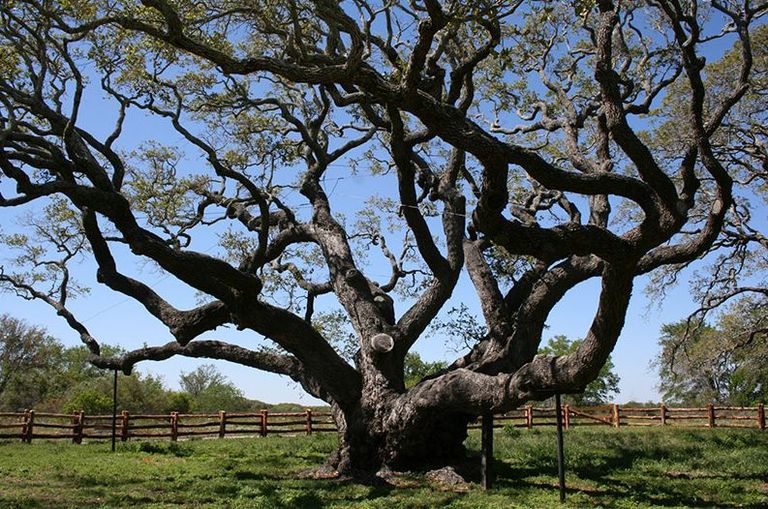 Texases kasvav 1000-aastane tamm The Big Tree