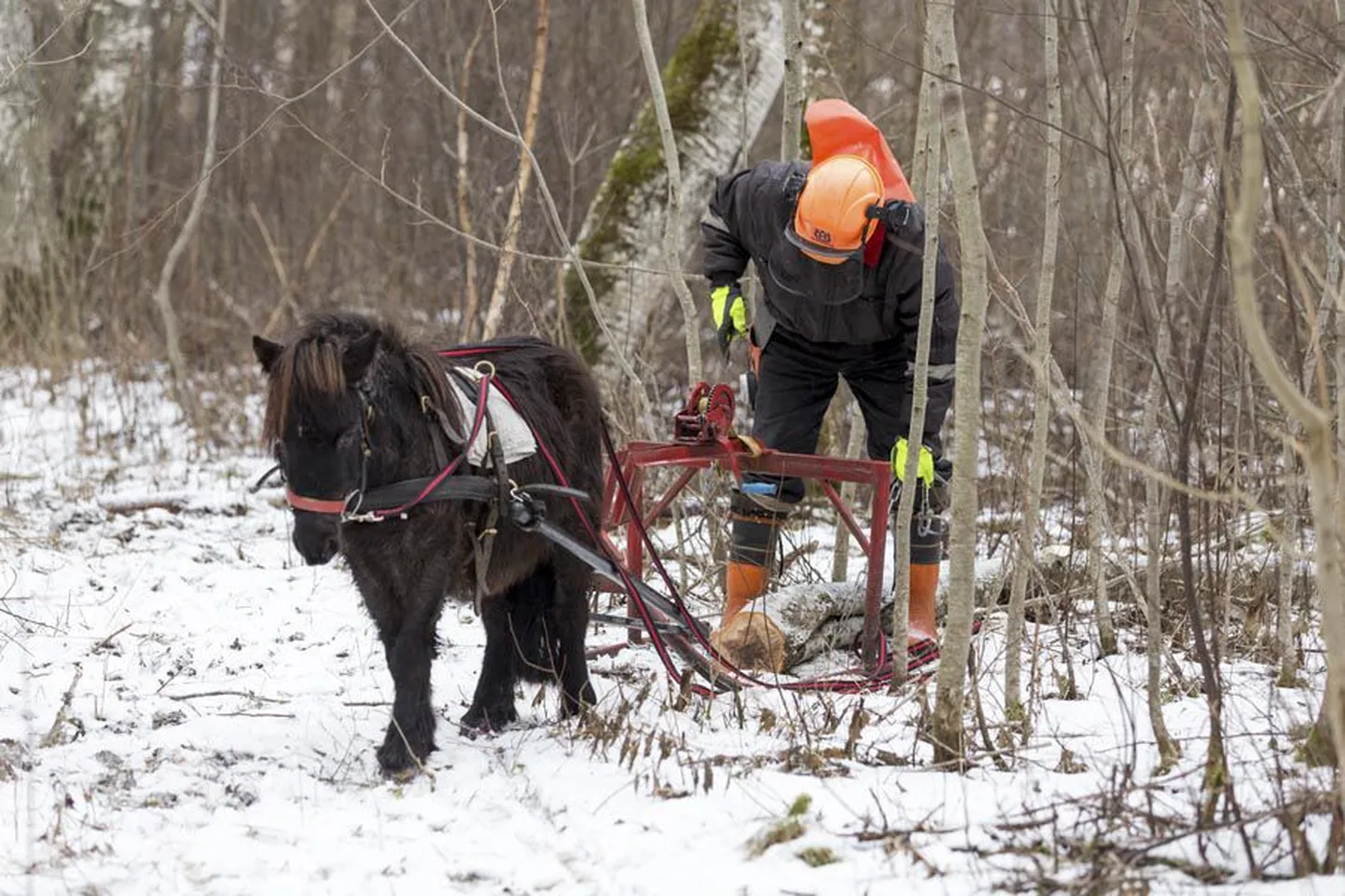 Must mära Uni on tubli palgivedaja, kes suudab peremeest ikka ja jälle üllatada.