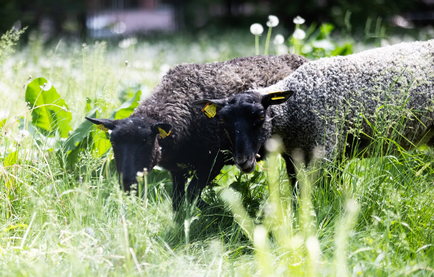 Möödunud aastal hooldasid lambad lühiajaliselt kliinikumi roheala. See kogemus näitas, et lammastele inimesed ja linnakeskkond sobivad.