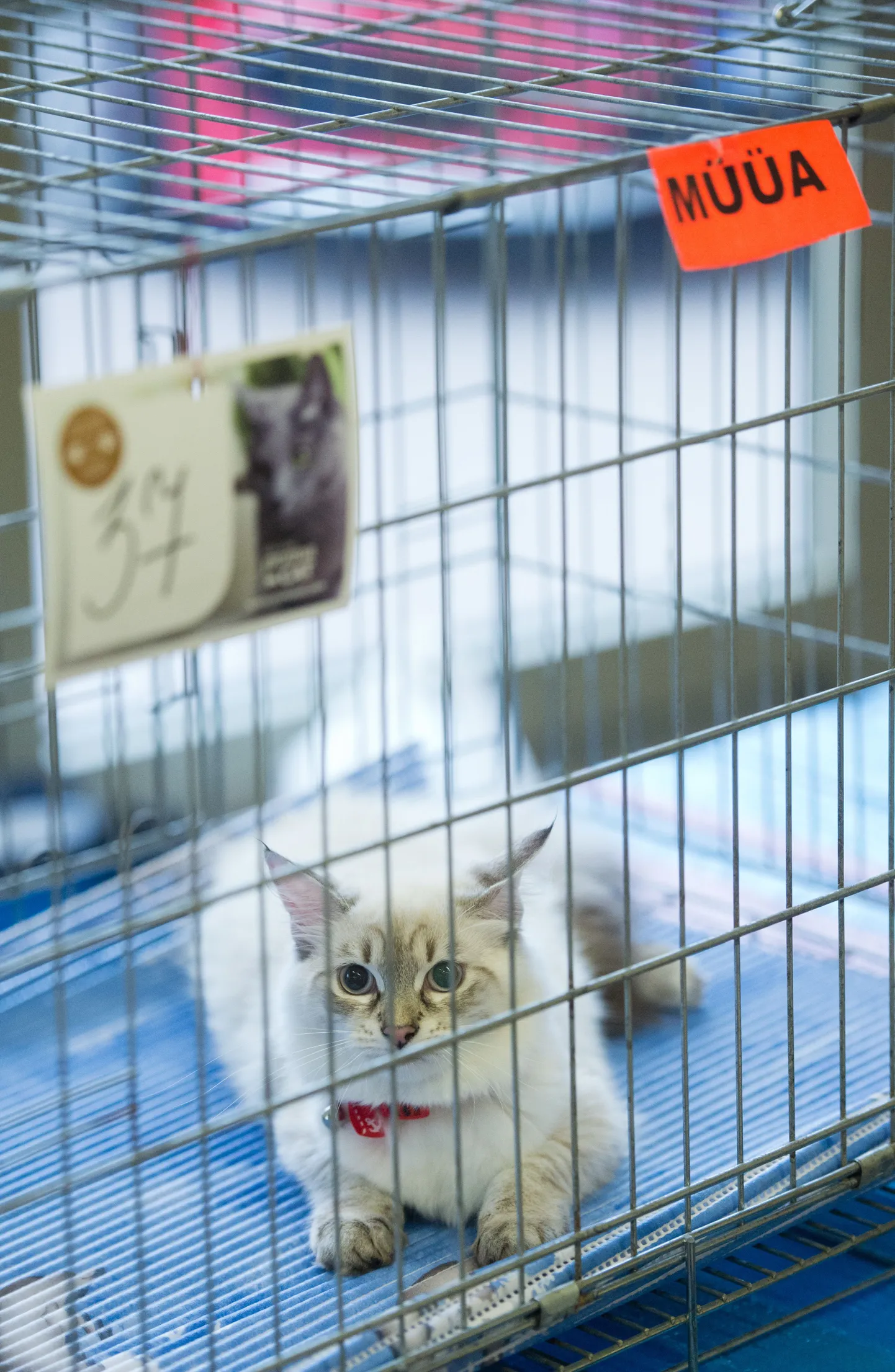 Tallinna lauluväljaku lemmikloomade näitusel Zooexpo olnud kassid.