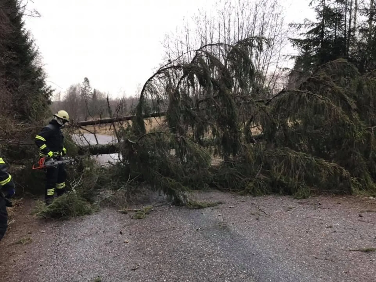 Päästjad eemaldasid sõiduteele kukkunud puu.