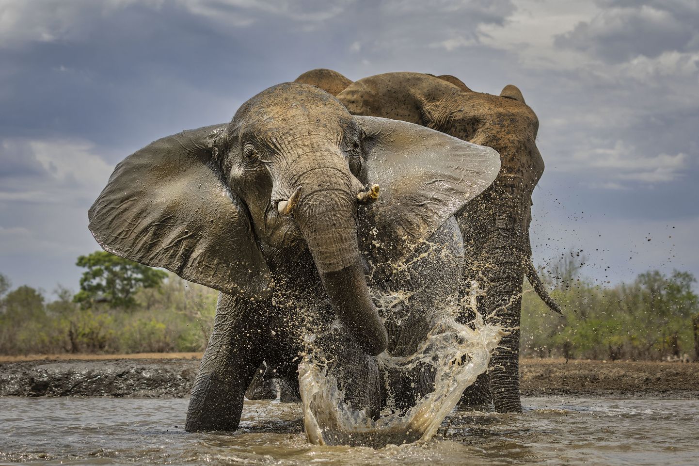 Слон в Ботсване (иллюстративное фото).