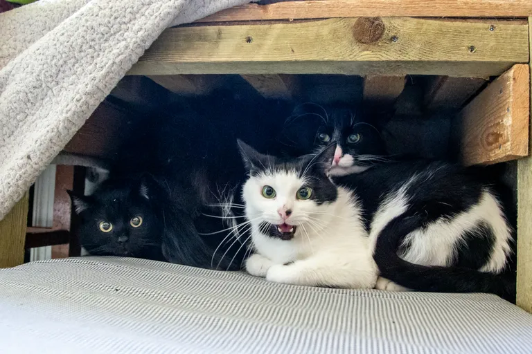 В кошкином доме больше всего черных и черно-белых кошек. На переднем плане игривая Мальта из Сонда, над ней - привезенная из Пюсси в сильную стужу и быстро ставшая дружелюбной Мерри.