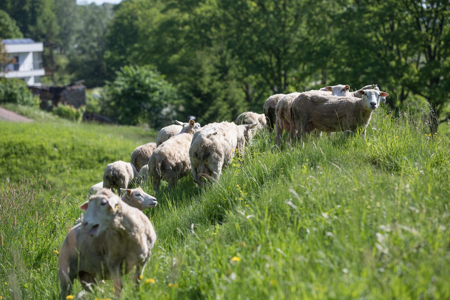 Täna hommikul jõudsid Viljandi linna lossimägedesse lambad, kes jäävad sinna terveks suveks.