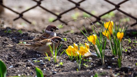 Sestdiena būs saulaina un sausa