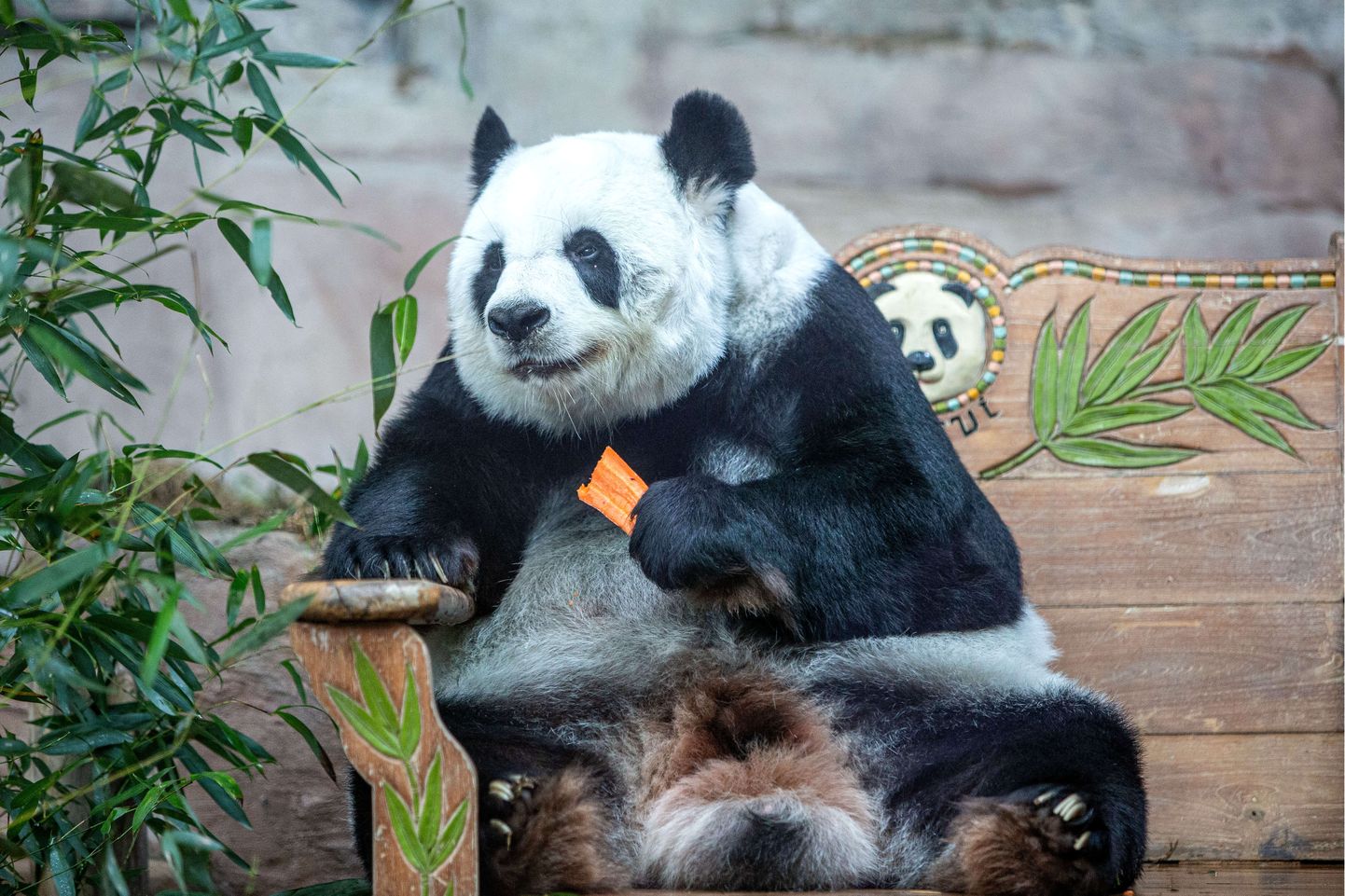Hiidpanda Lin Hui nosimas. Hiina andis 2003. aastal toona kaheaastase pandapõngerja laenuks Tai Chiang Mai loomaaiale. Pilt on illustratiivne.