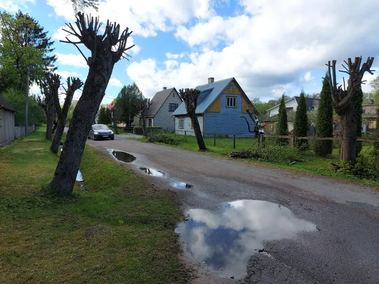 Pügatud pärnaalleed tekitasid sintlaste seas mitmeid küsimusi.