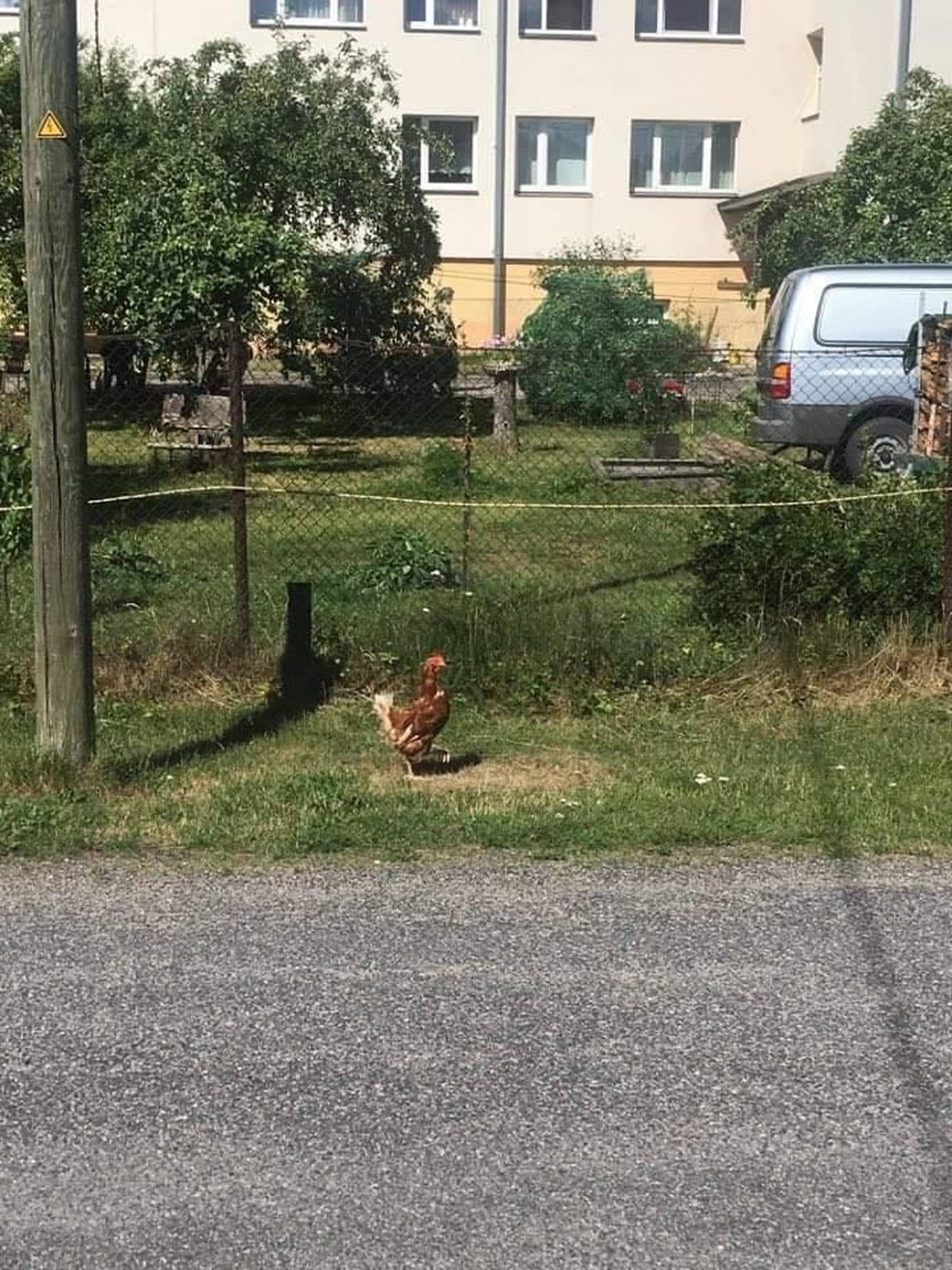 Kesk tänaval ringi jalutanud kana viidi loomade varjupaika.