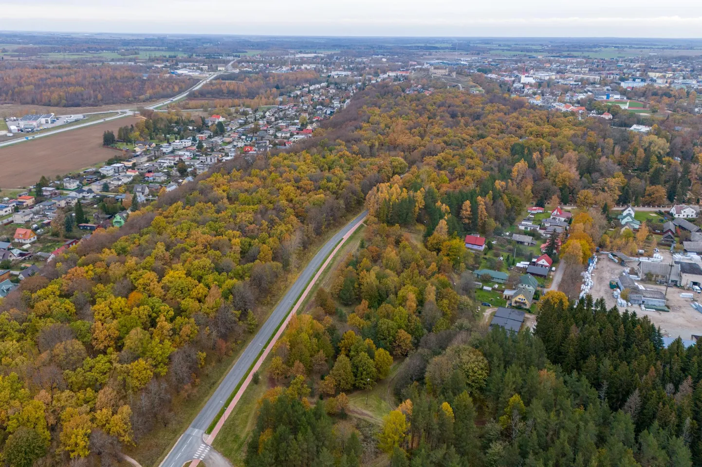 Rakveres linna metsad, Tammik.