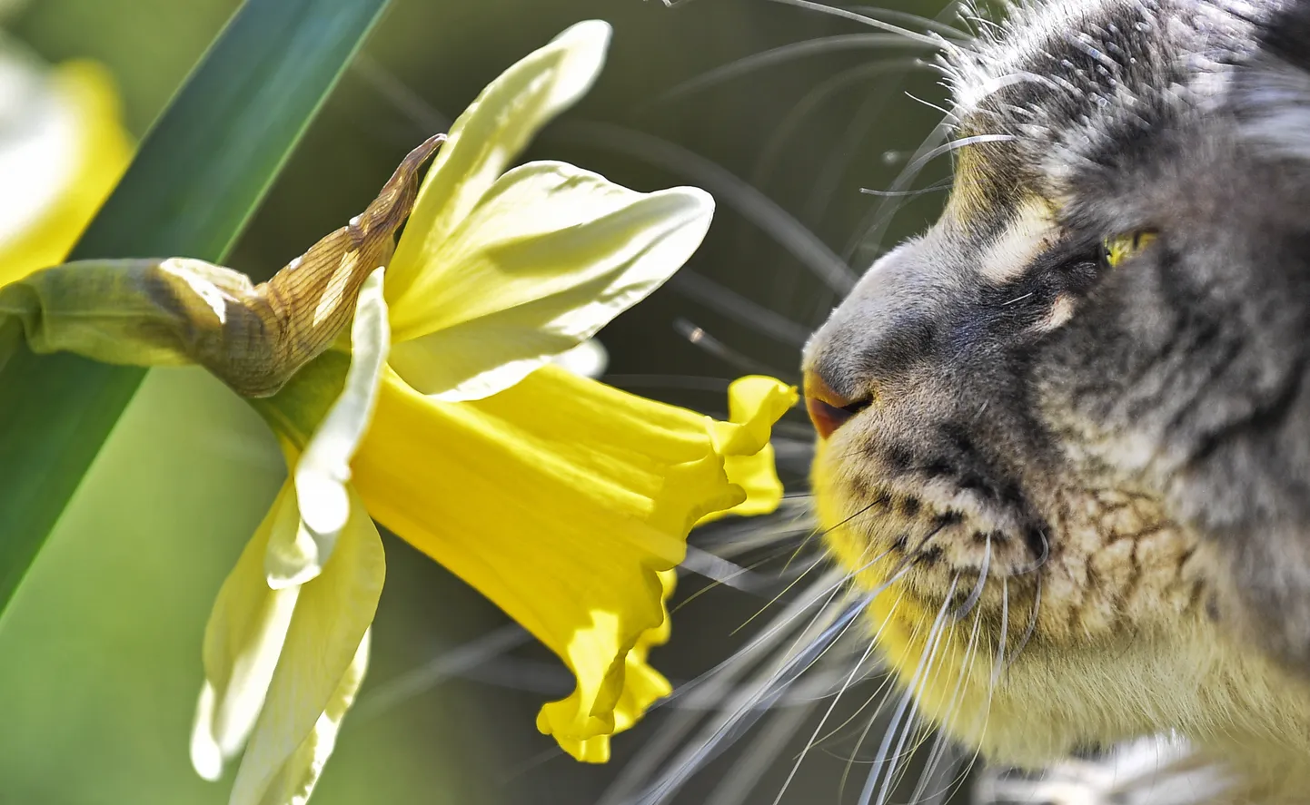 Кот и цветок. Иллюстративное фото
