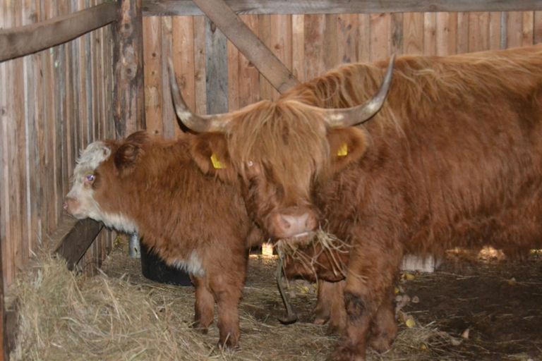 Теперь корова с теленком живут на хуторе Крууза. 