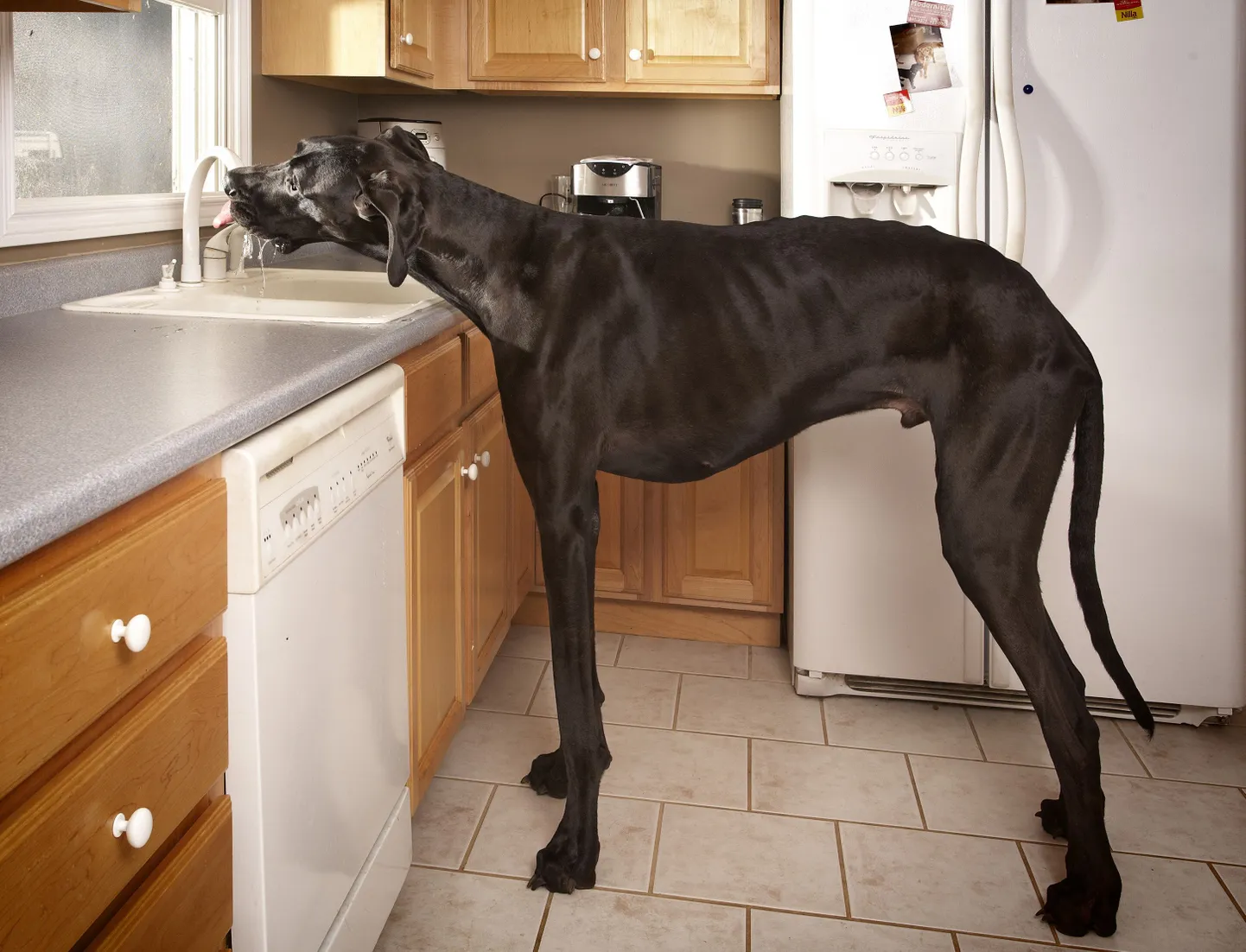 Saksa dogi Zeus