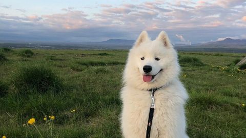 NÄDALA REIS ⟩ Kuidas koerake Islandile kolis