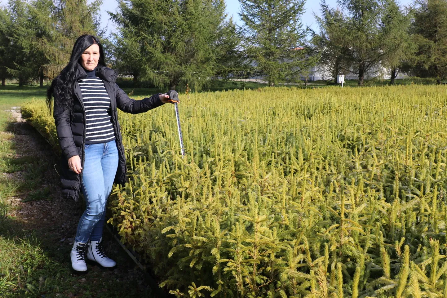 Forestplanter OÜ tootmisjuht Marju Liivaoja näitab kuusetaimi, mida on ilma Keskühistu Eramets vahenduseta raske müüa.