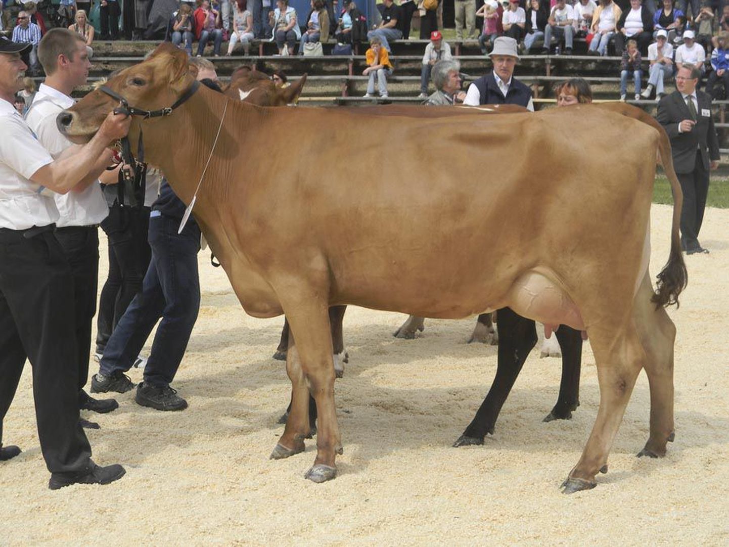 Kõpu PM-i esmaspoeginud lehm Uisu sai oma vanuseklassis kolmanda koha. Viljandimaa punast tõugu lehmad noppisid üle poole poodiumikohtadest.