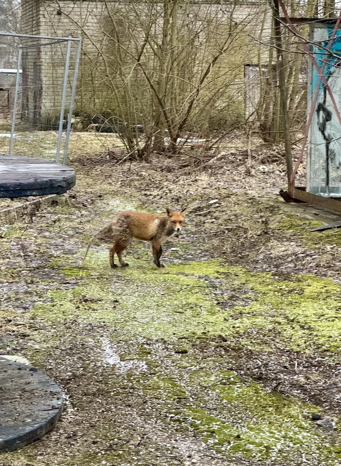 Pärnus Suur-Jõe tänava kandis liikuval rebasel on saba juba karvutu ja tagakeha karvkate räsitud.