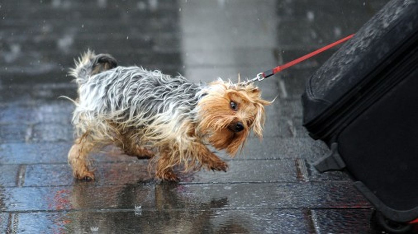 Suns lietus laikā; ilustratīvs foto.