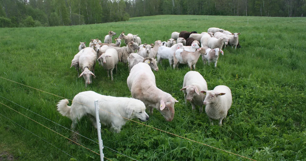 Murtud lammaste ja lõhutud silorullide eest makstakse valuraha