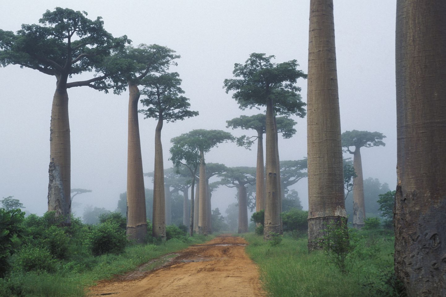 Ahvileivapuude rivi Madagaskaril.