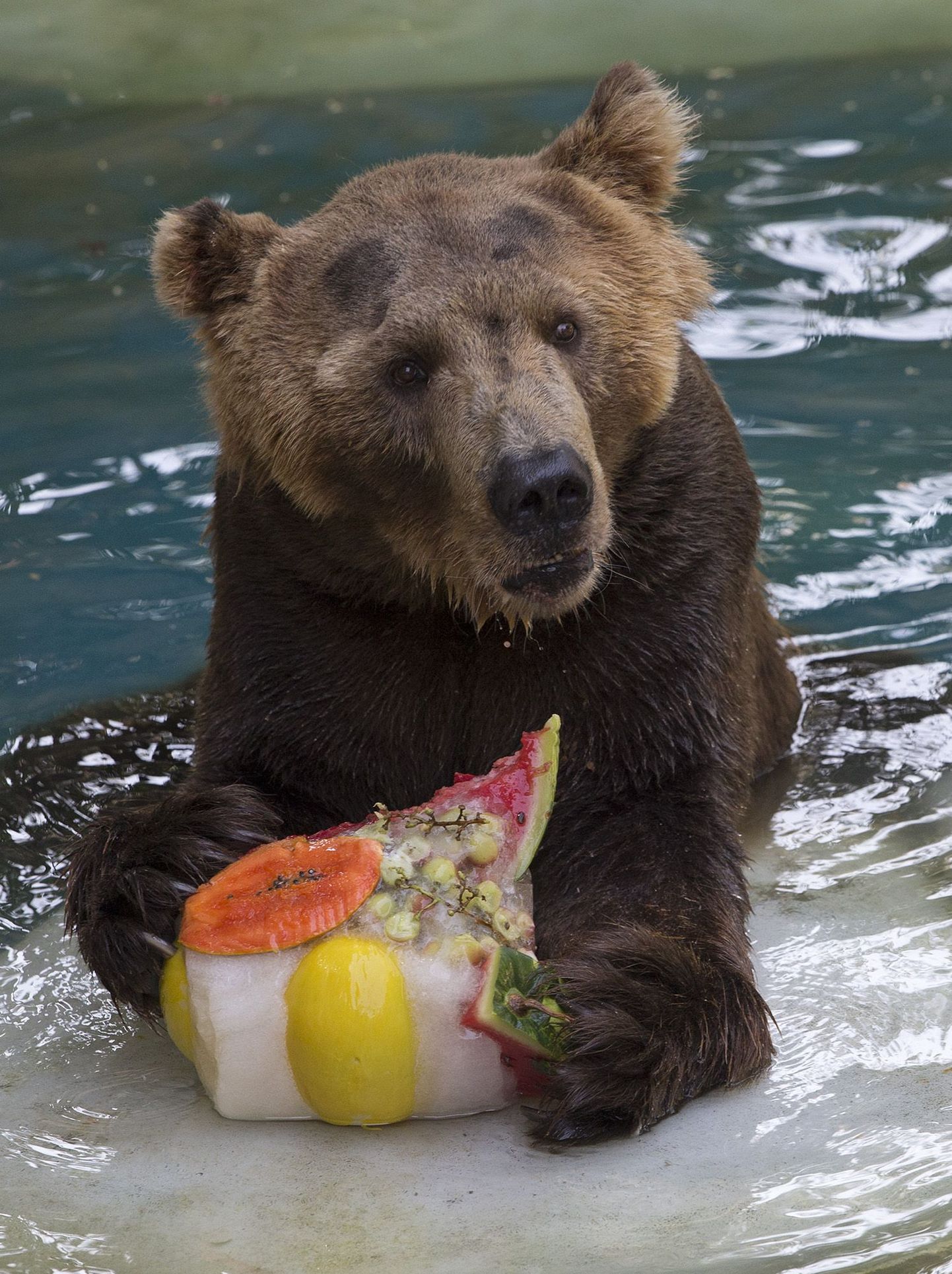 Karu Ze Colmeia nosib külmutatud puuvilju. Foto on illustratiivne.