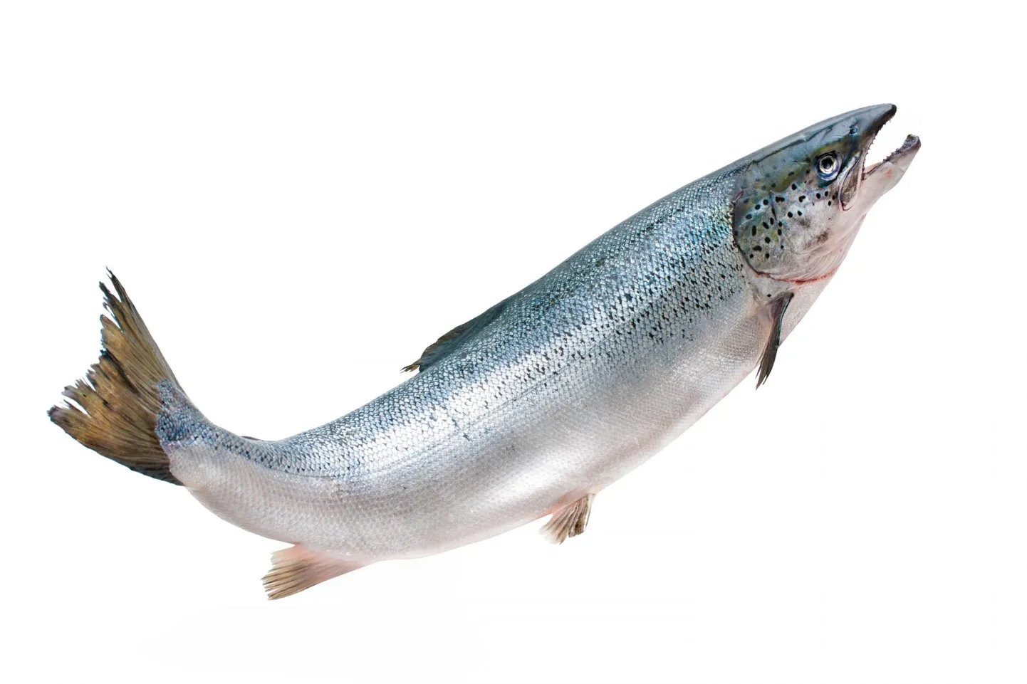 Lõhe.