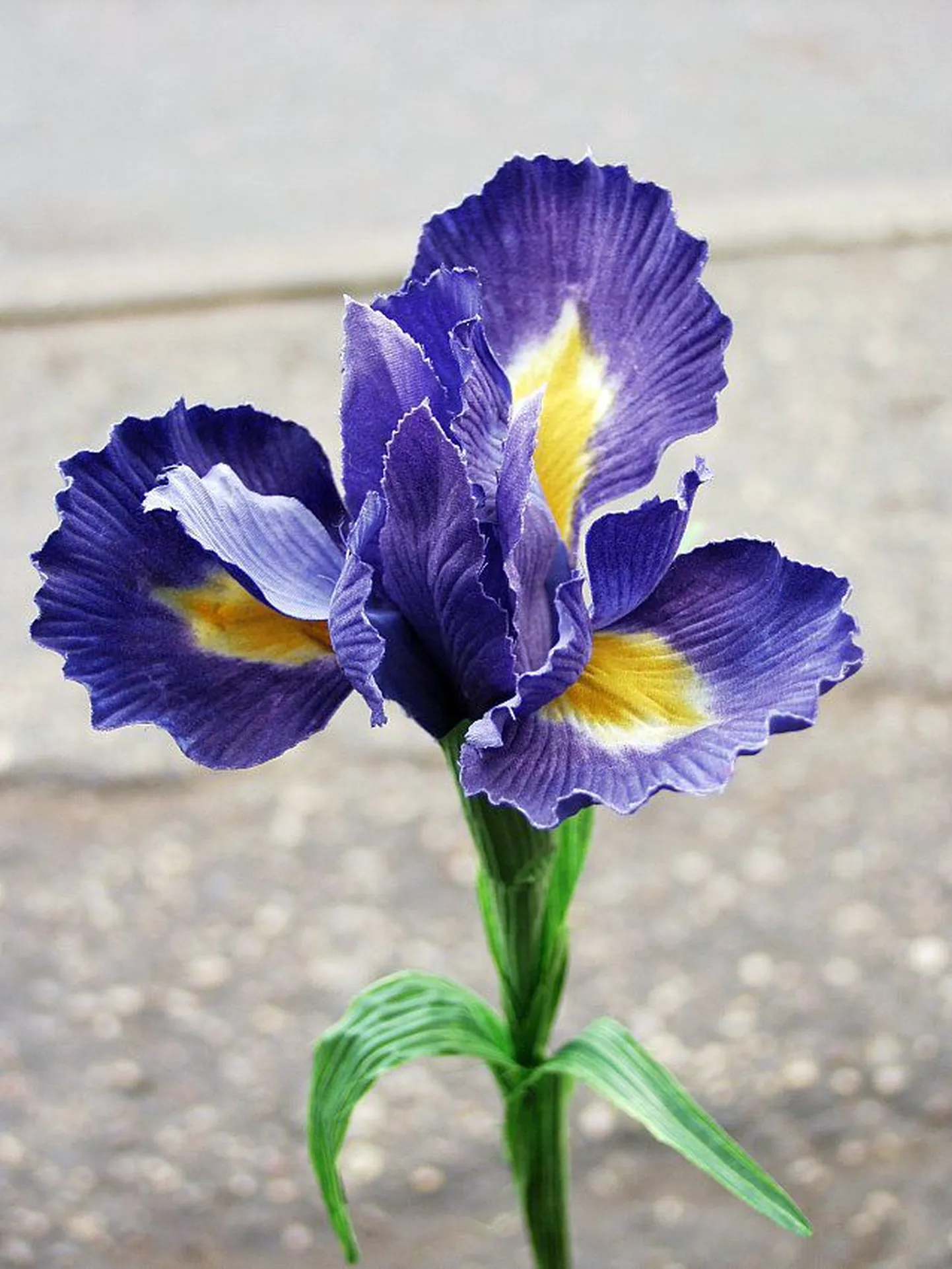 Iiris